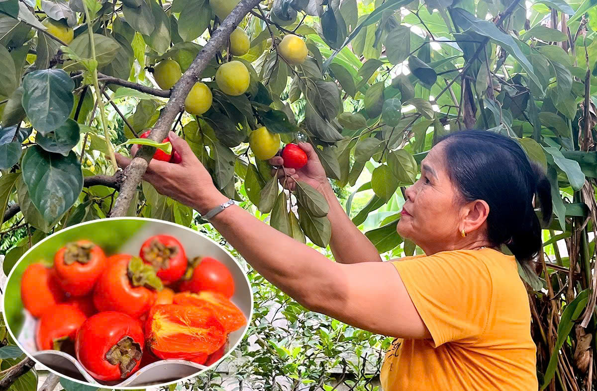 Phường Nông Tiến thực hiện hiệu quả Chương trình mục tiêu Quốc gia giảm nghèo bền vững 2021 - 2025