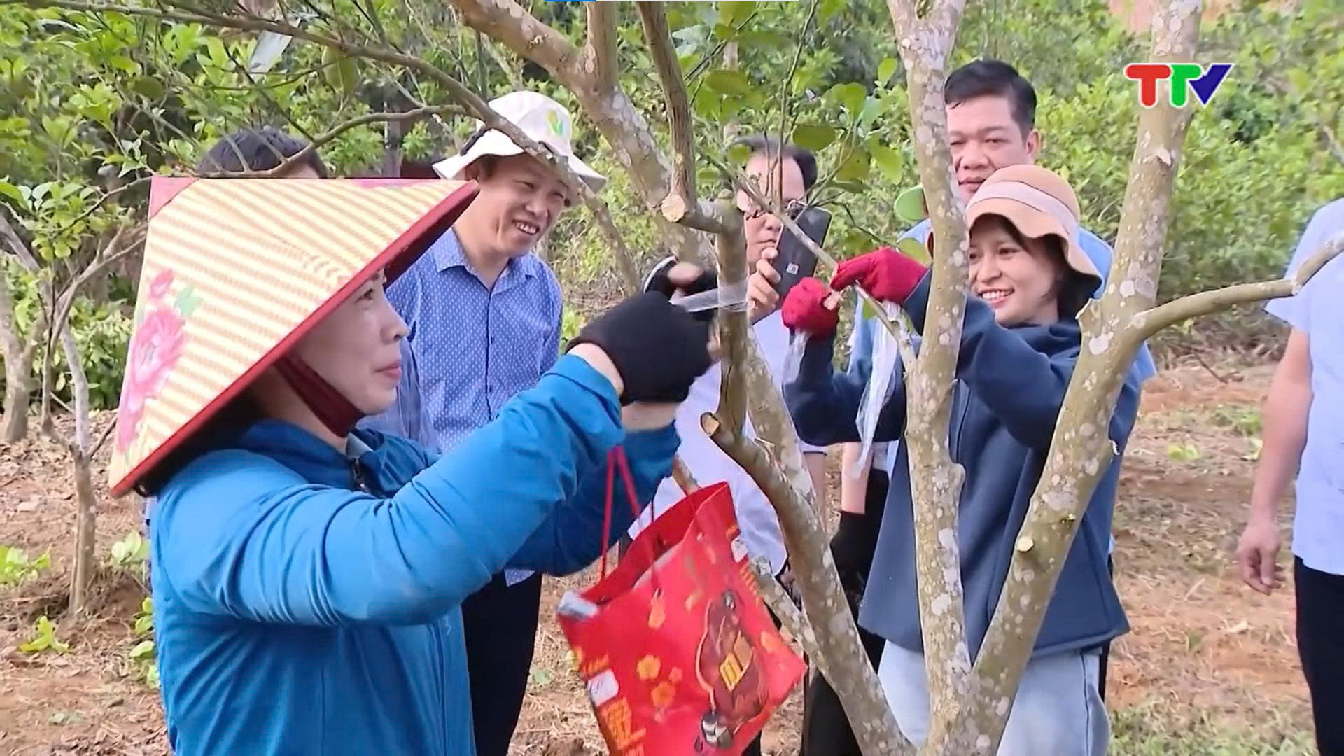 Thí điểm ghép Giống cam Rốn Lồi