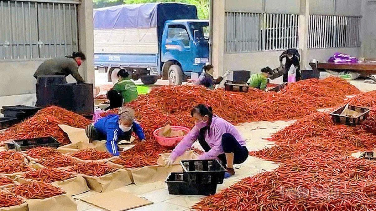 Trồng ớt ở Sơn Thủy