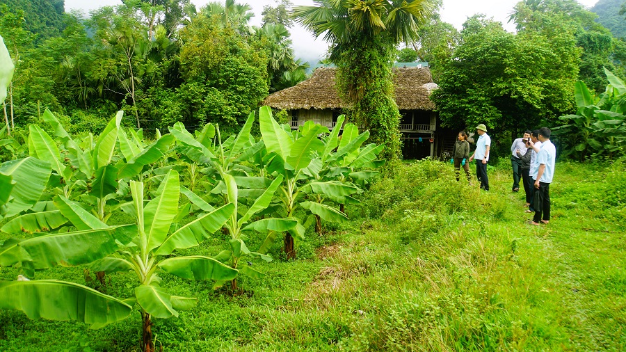 Đồng chí Phạm Hồng Thanh, Bí thư Đảng ủy, Chủ tịch HĐND xã thăm, kiểm tra mô hình trồng chuối già Nam Mỹ tại thôn Đồng Hương