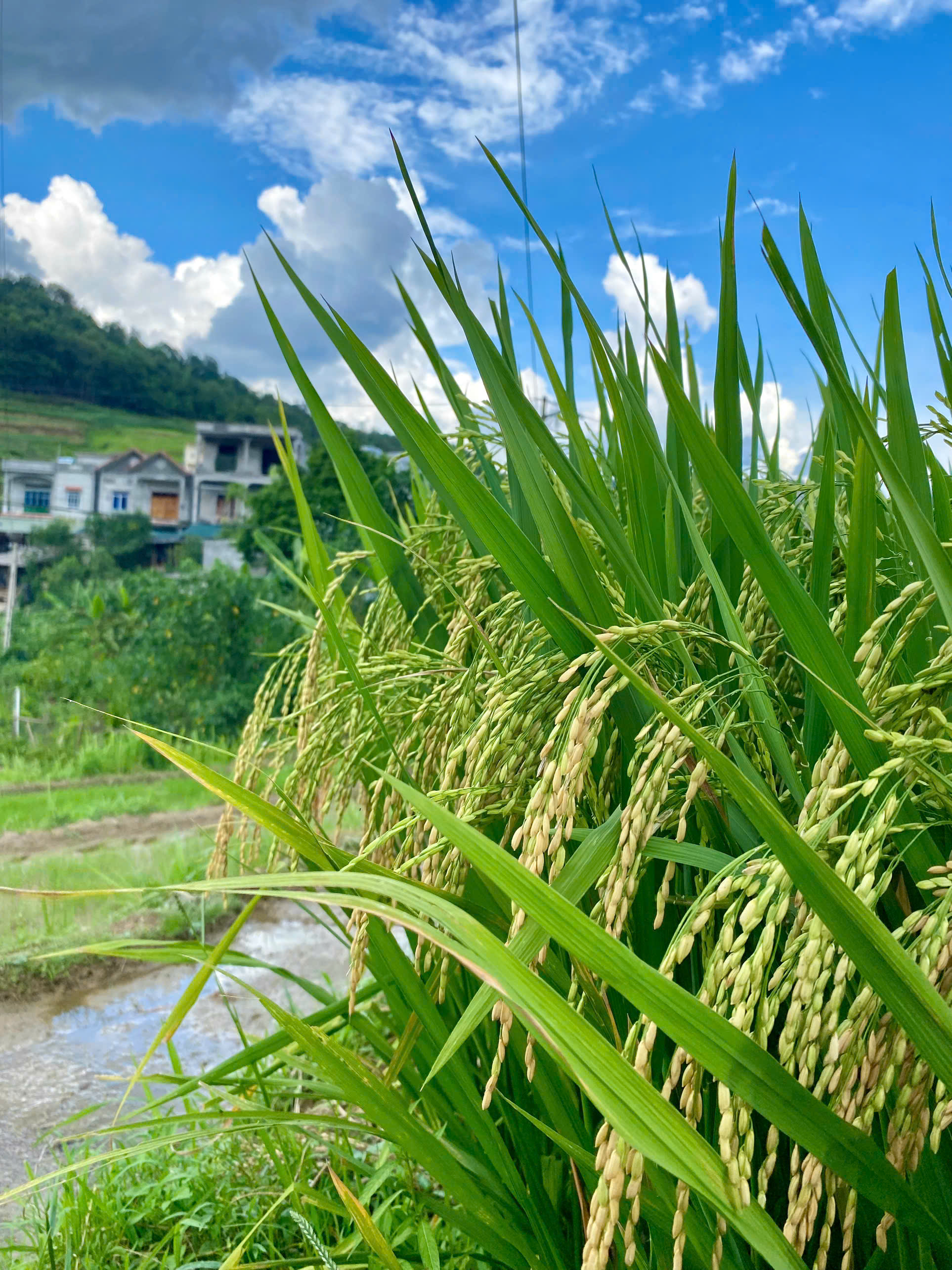 THÔNG BÁO ĐÔN ĐỐC THU HOẠCH VỤ XUÂN, TRIỂN KHAI SẢN XUẤT VỤ MÙA, VỤ HÈ THU VÀ CHUẨN BỊ SẢN XUẤT VỤ ĐÔNG NĂM 2026