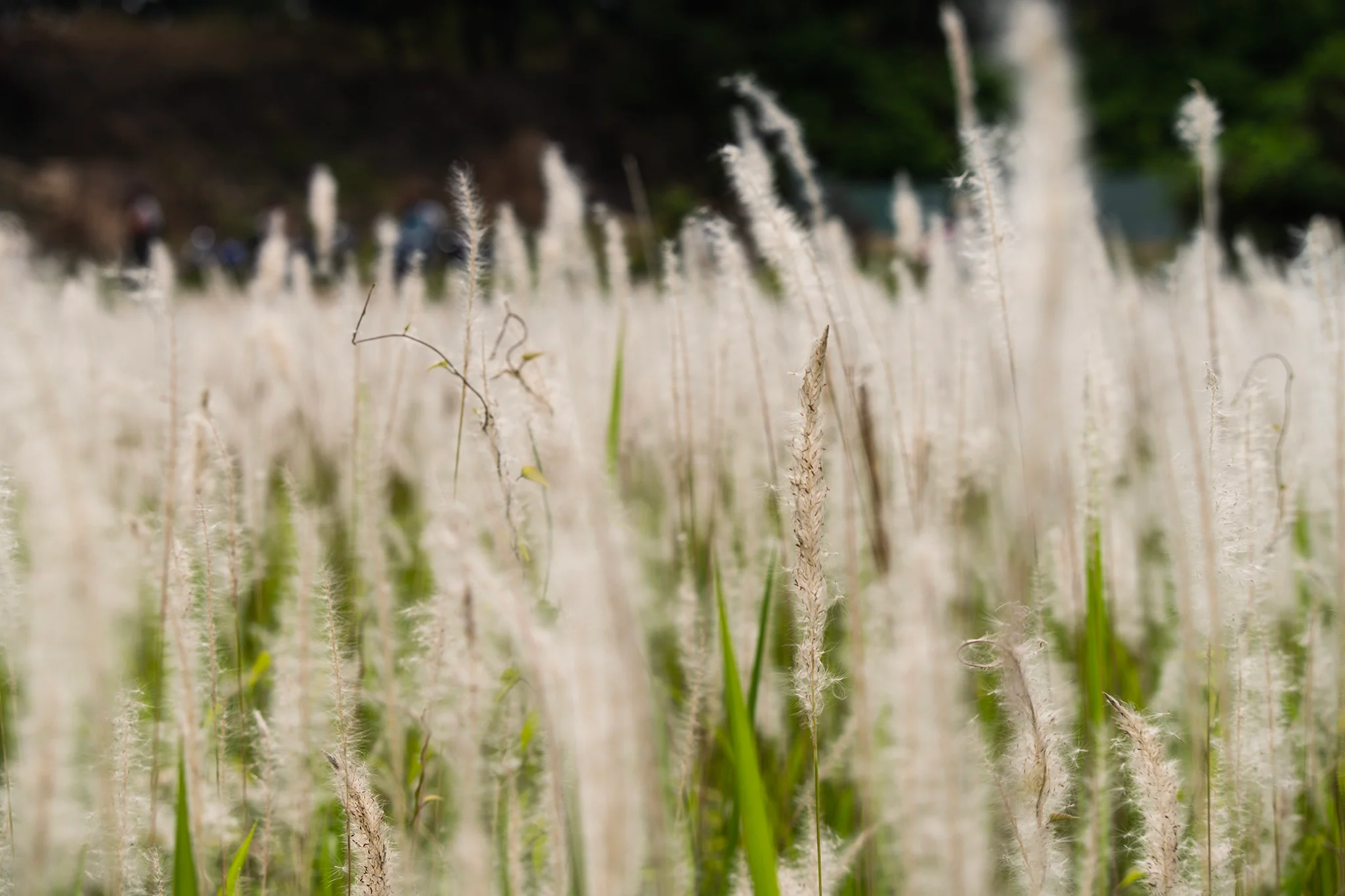 Vào mùa check-in, ngắm hoàng hôn tại cánh đồng cỏ lau TP.HCM