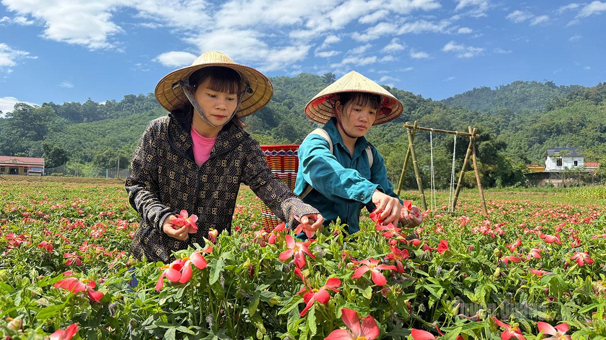 Mùa sâm mở lối