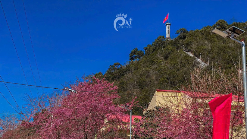 Tuyên Quang: Lễ hội hoa mai anh đào được tổ chức dịp nghỉ Tết Dương lịch tại Lũng Cú