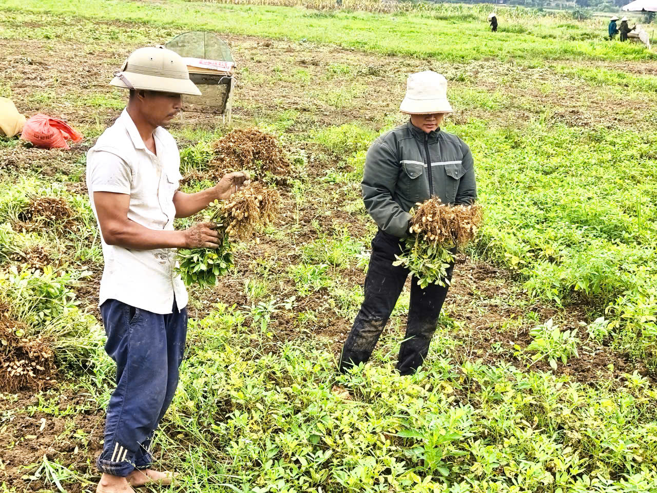 Nhân dân xã Tiên Yên tích cực thu hoạch lạc, ngô và làm đất chuẩn bị sản xuất vụ hè thu