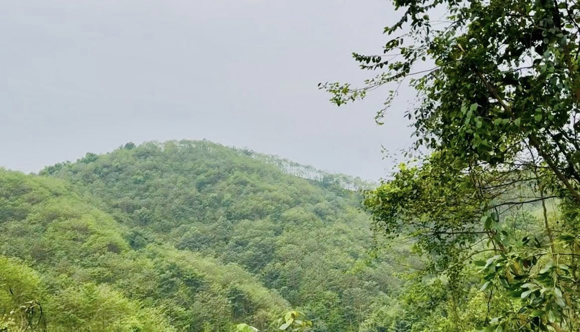 HOÀ AN: Tăng cường kiểm tra phòng cháy chữa cháy rừng thời điểm nắng nóng.