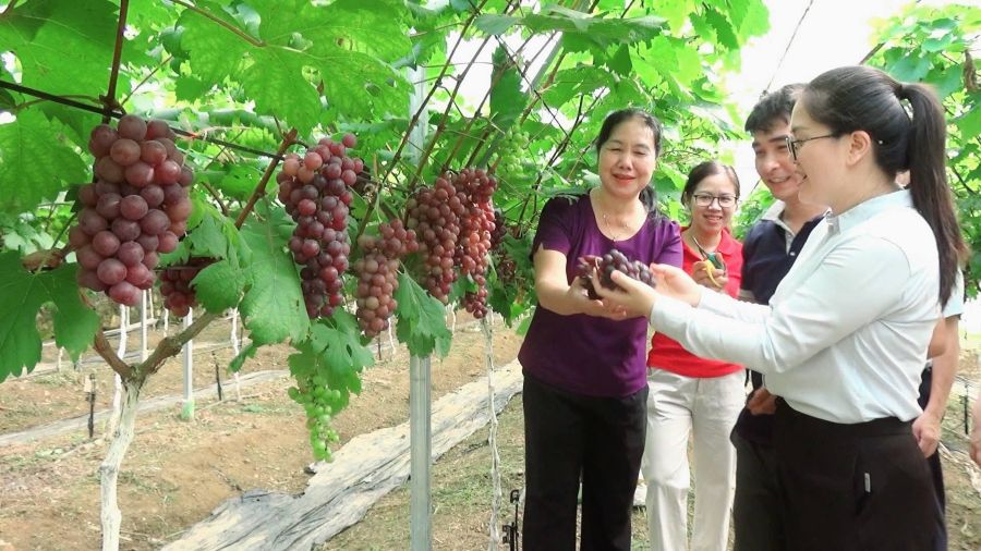 Đồng chí Hoàng Thị Thảo Hương - Phó Bí thư Thường trực Đảng ủy, giám đốc Trung tâm Chính trị xã thăm mô hình trồng nho hạ đen tại thôn 1