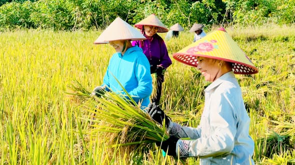 Bà con nông dân Yên Thành rộn ràng thu hoạch lúa vụ Mùa.
