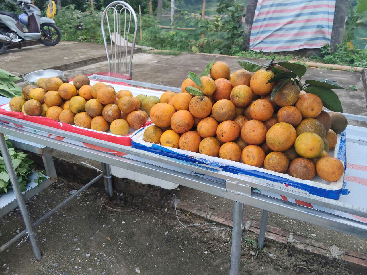 Chợ đ&ecirc;m cam.jpg