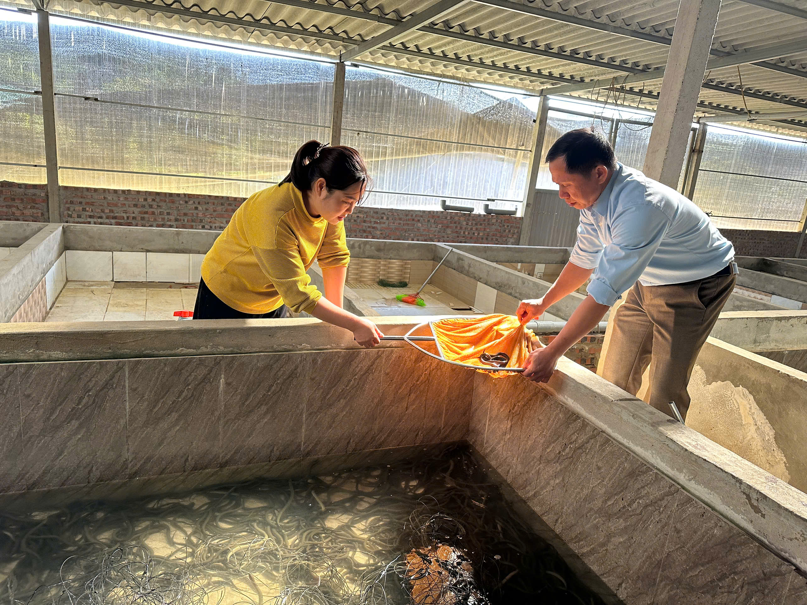 Nâng cao thu nhập từ nuôi lươn không bùn