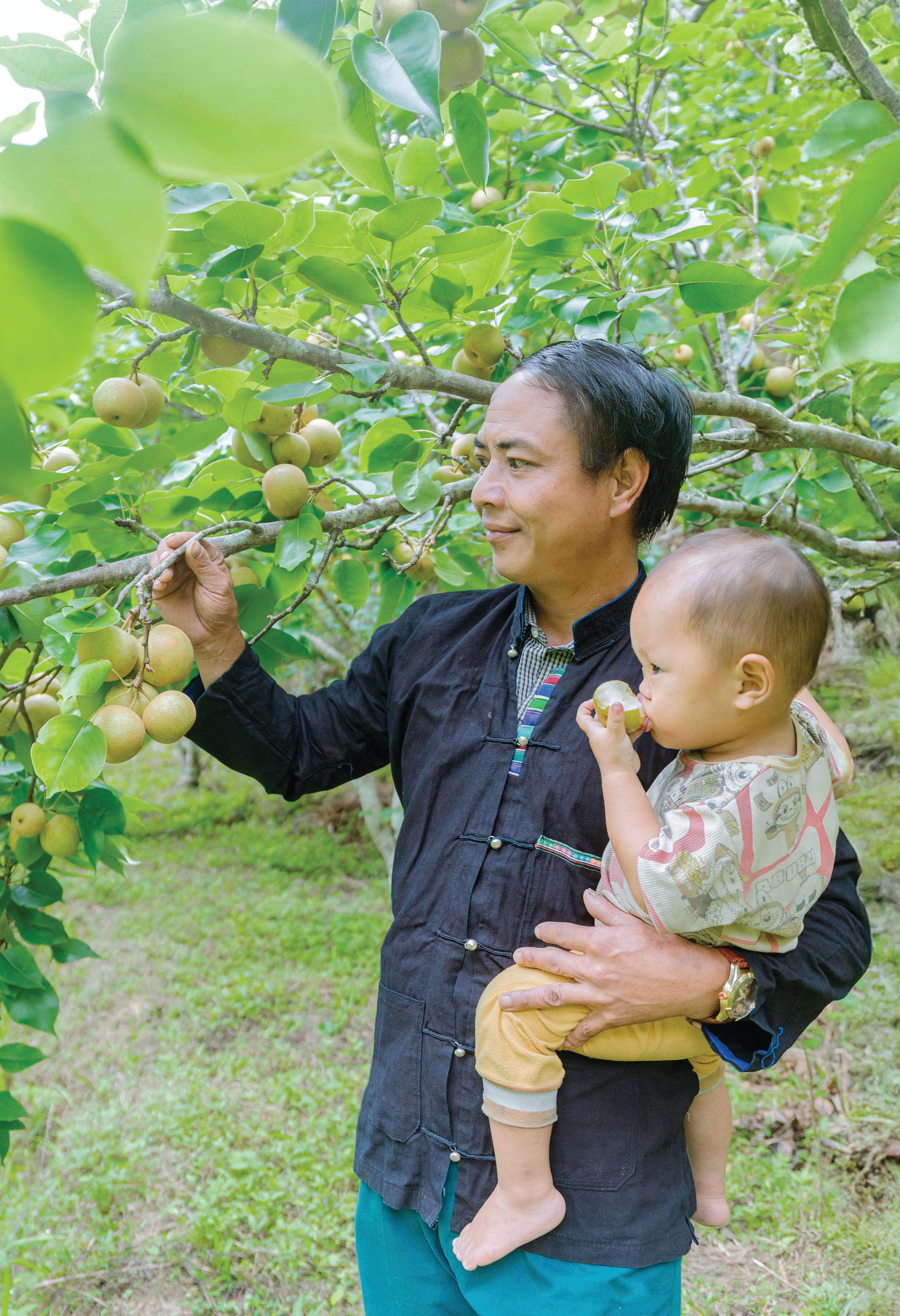 Bị vợ giận vì trồng cây ở bản chưa ai trồng, nay tính chuyện làm cáp treo đưa quả lê xuống núi