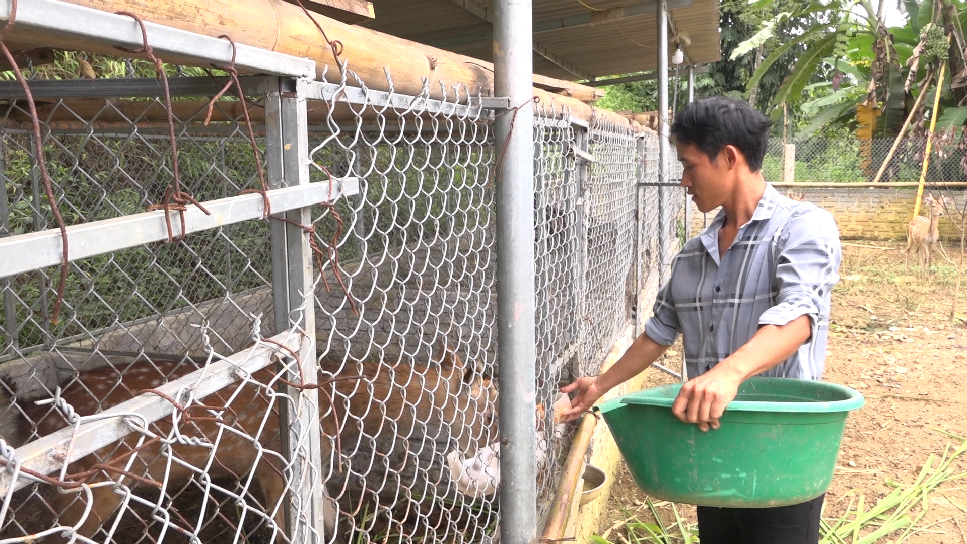 Thanh niên người Mông với mô hình nuôi hươu sao
