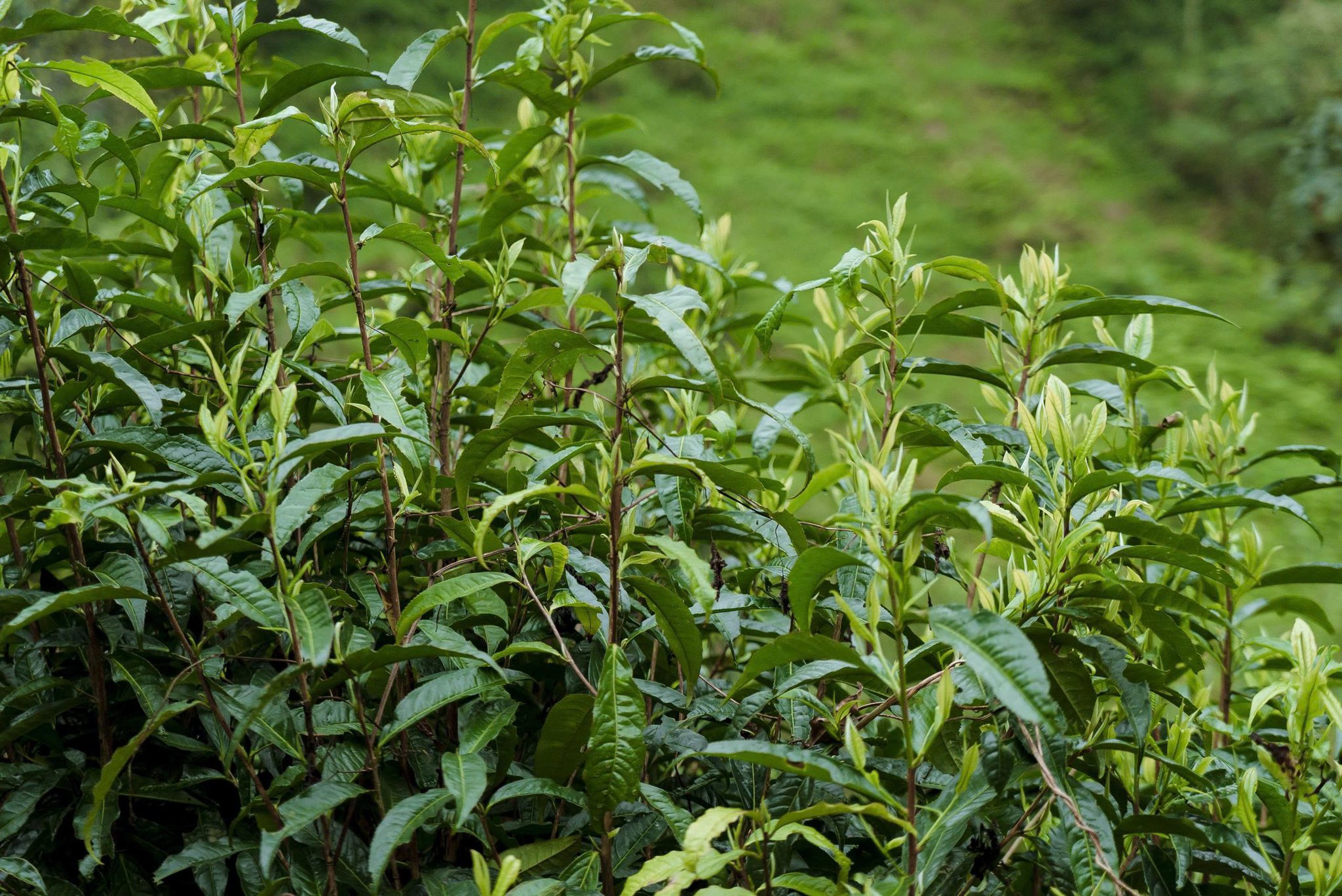 Chè Shan Tuyết cổ thụ Tùng Vài – Báu vật nơi biên cương và hướng đi cho phát triển bền vững