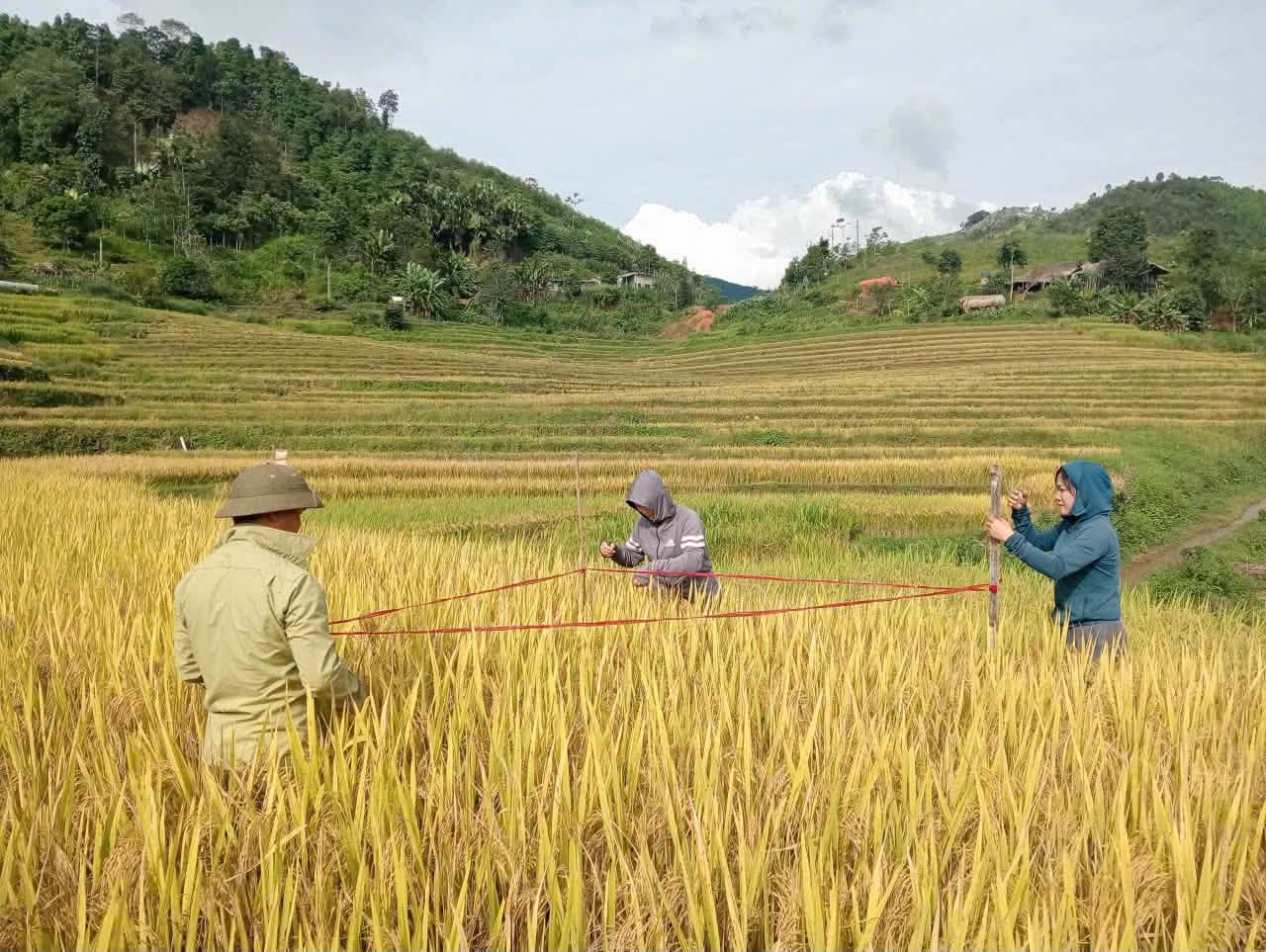 Gặt thống kê, đánh giá năng suất, sản lượng lúa vụ mùa