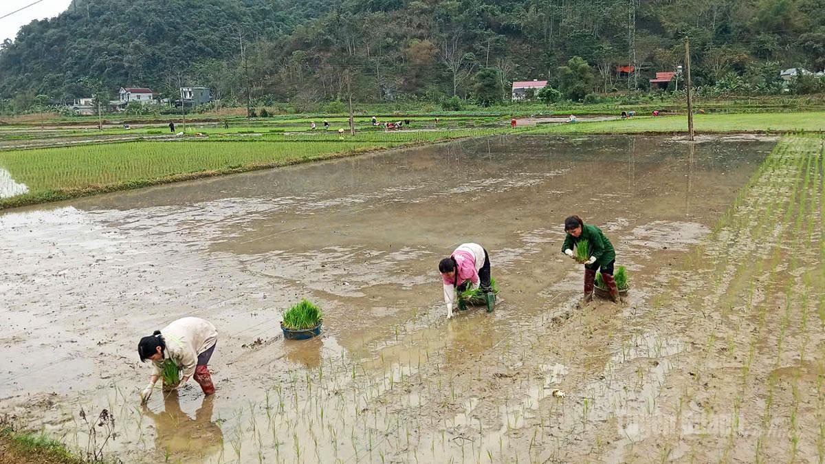 Chủ động gieo trồng vụ Xuân