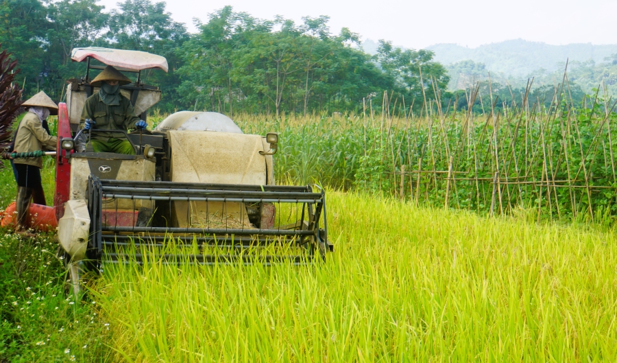 Xã Đồng Yên thu hoạch lúa vụ Hè Thu sớm