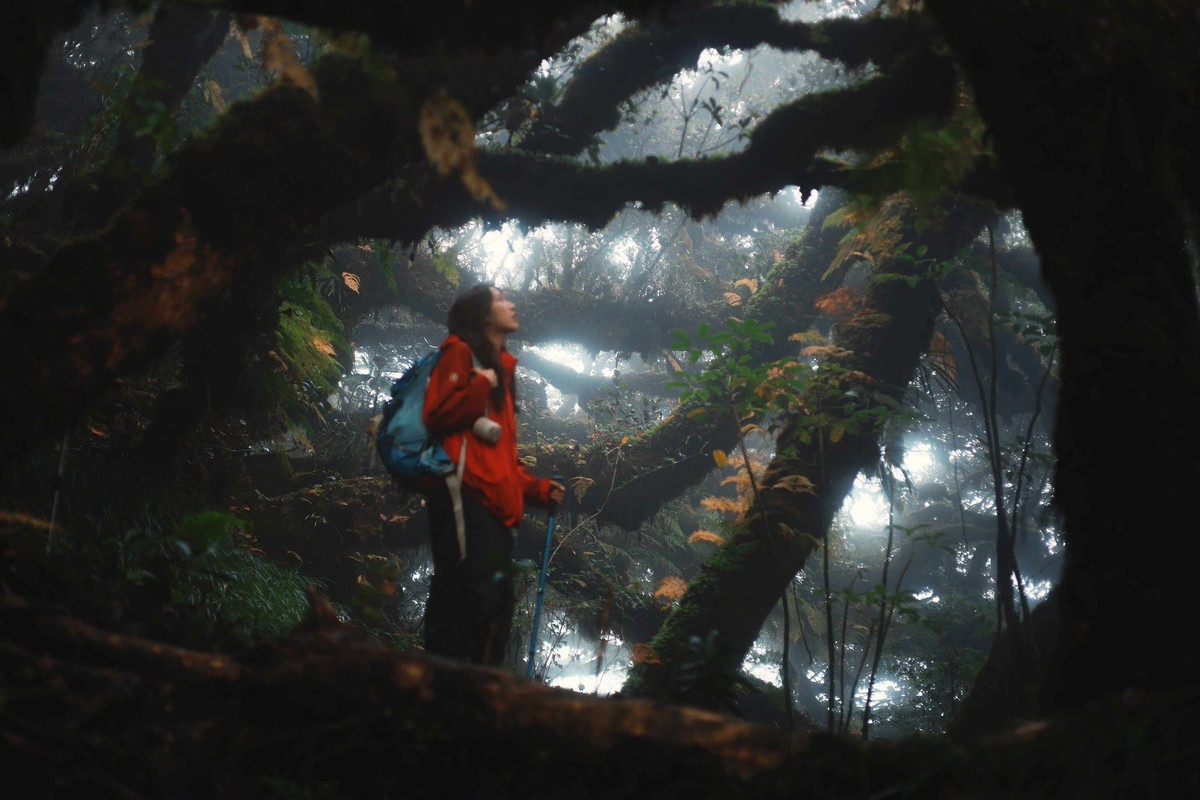 Lạc vào rừng rêu Phu Sa Phìn chốn mộng giữa đại ngàn Tây Bắc