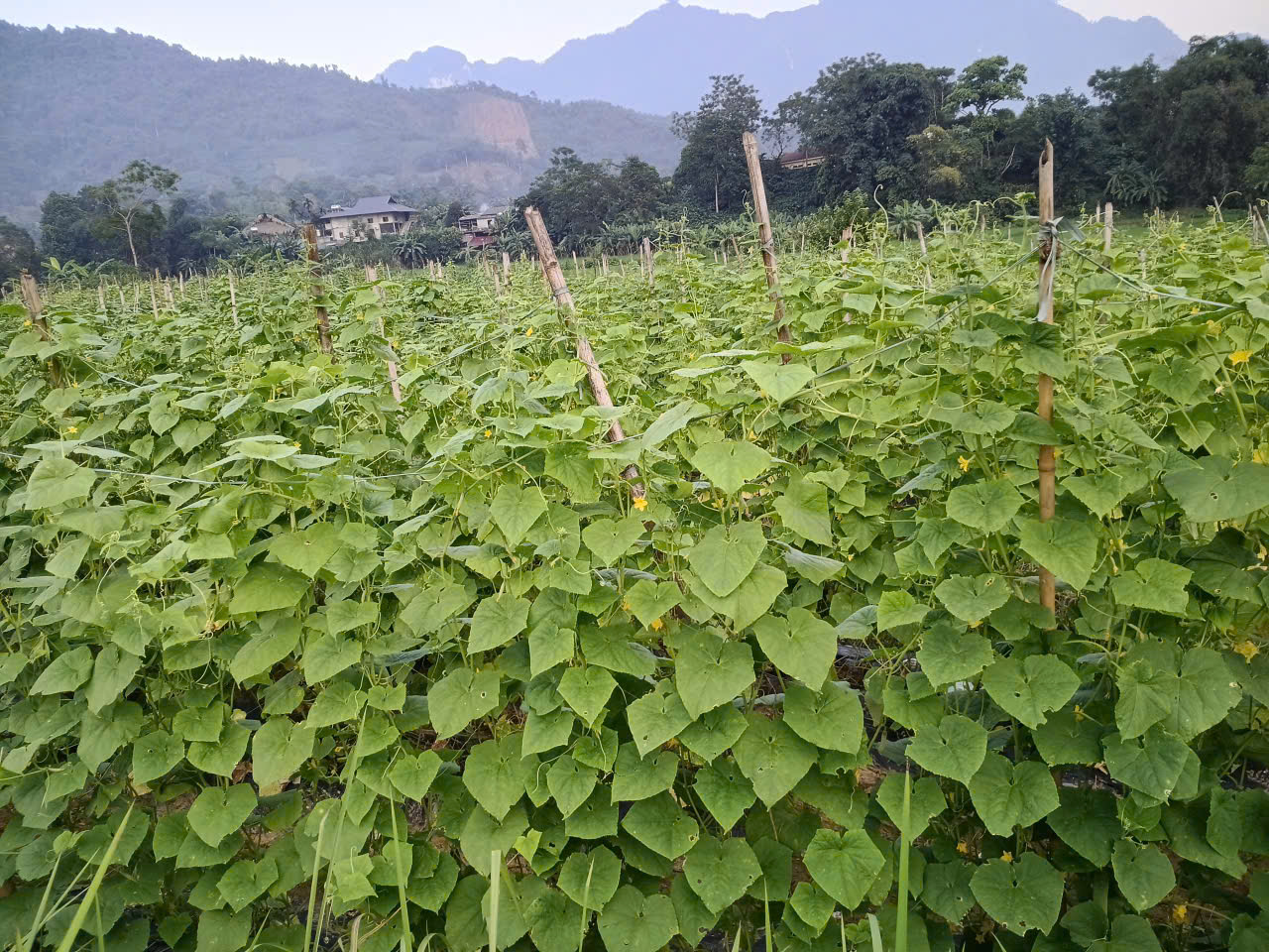 Dưa 2.jpg
