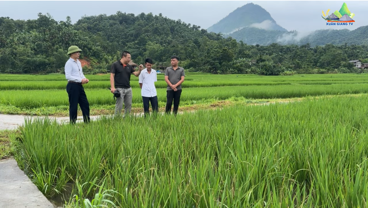 KIỂM TRA TÌNH HÌNH SÂU BỆNH VÀ SINH TRƯỞNG MÔ HÌNH LÚA J02
