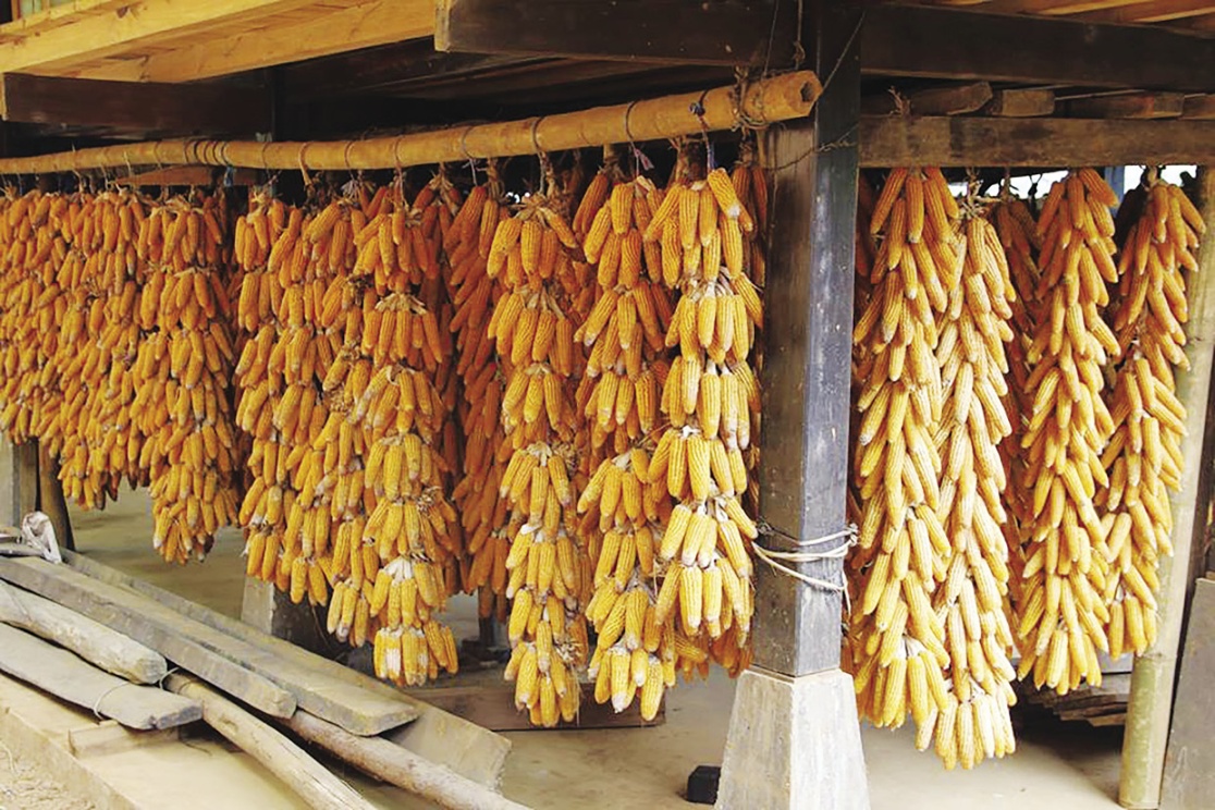 Tăng cường kết nối, hợp tác phát triển sản phẩm ngô bản địa