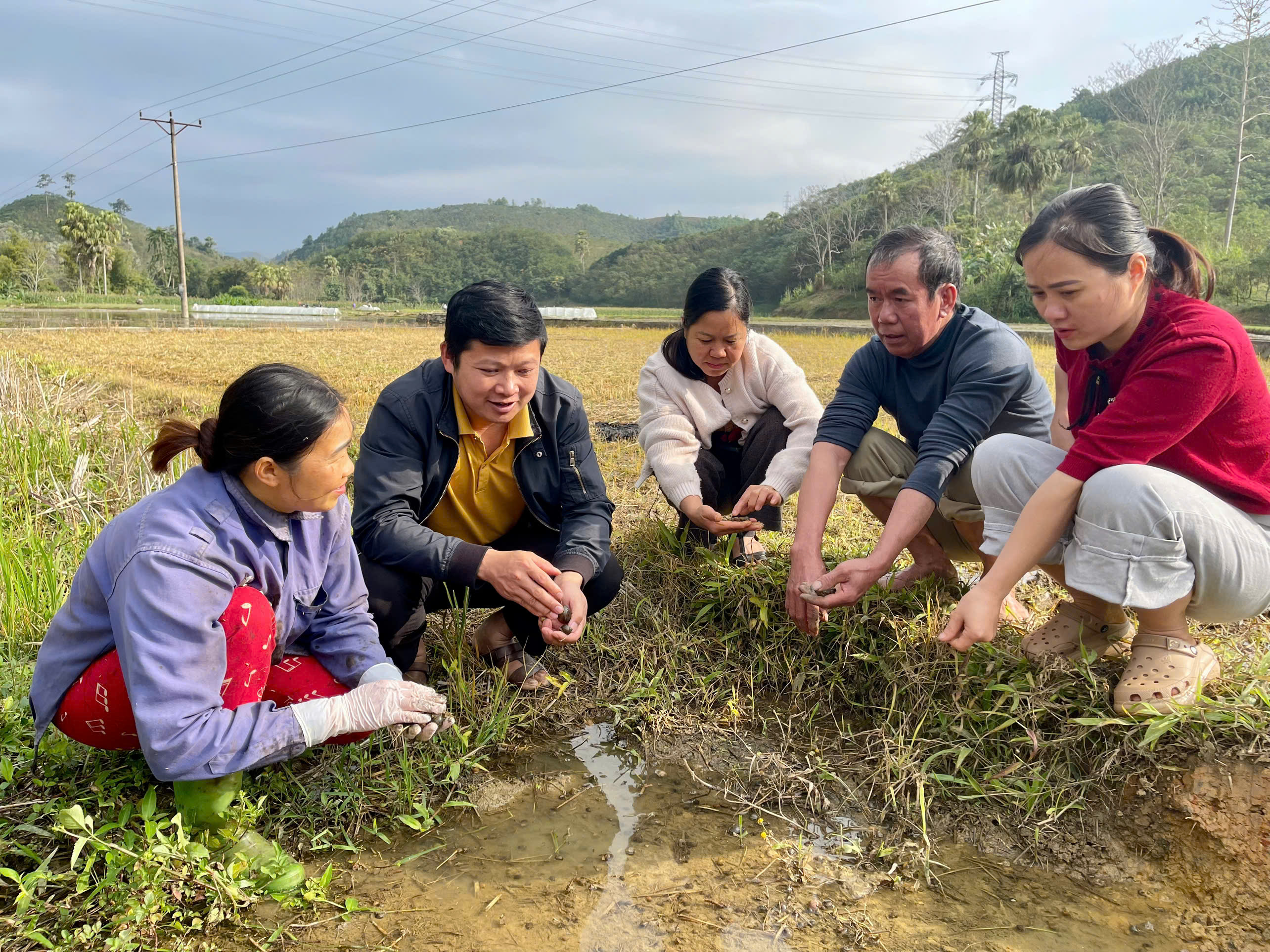 Chủ động phòng trừ ốc bươu vàng, cỏ dại đầu vụ xuân năm 2026