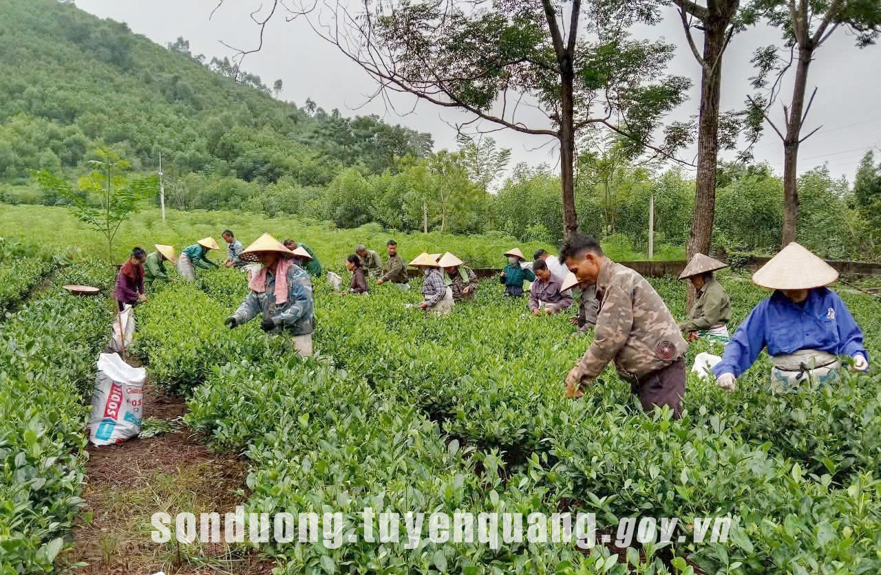 Các chi hội Phụ nữ xã Sơn Dương chung tay giúp đỡ hội viên khó khăn