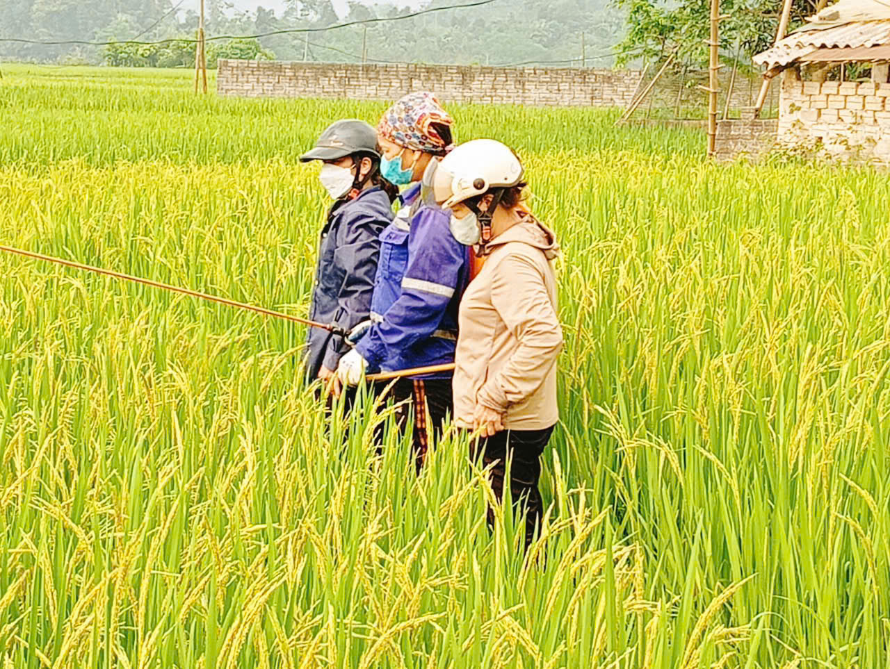KIỂM TRA CÔNG TÁC PHÒNG CHỐNG SÂU BỆNH HẠI LÚA VÀ HOA MÀU TẠI XÃ TÂN TRỊNH