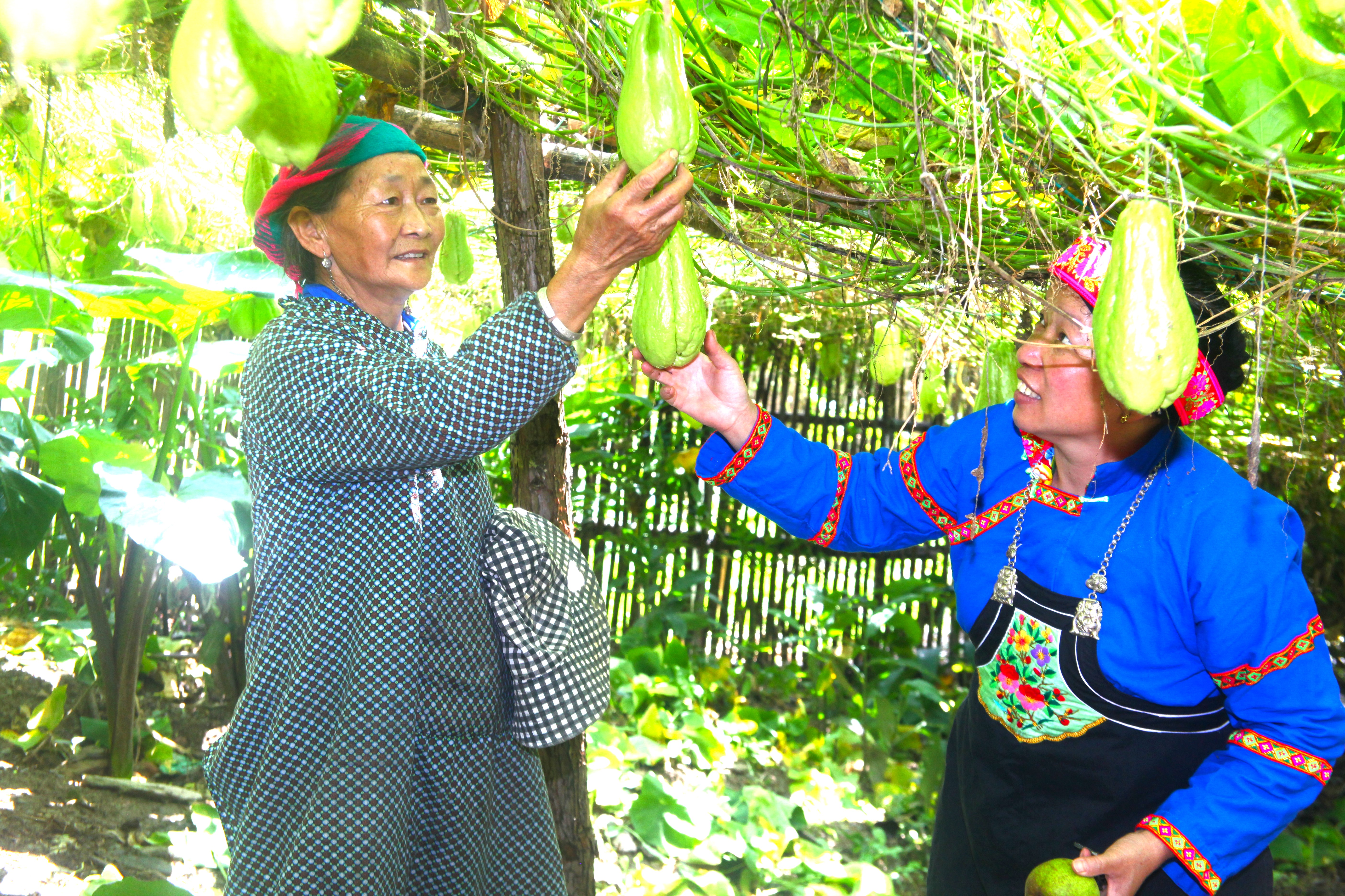 Hành trình bền bỉ của nữ Bí thư chi bộ với công tác dân vận ở bản người Hoa 