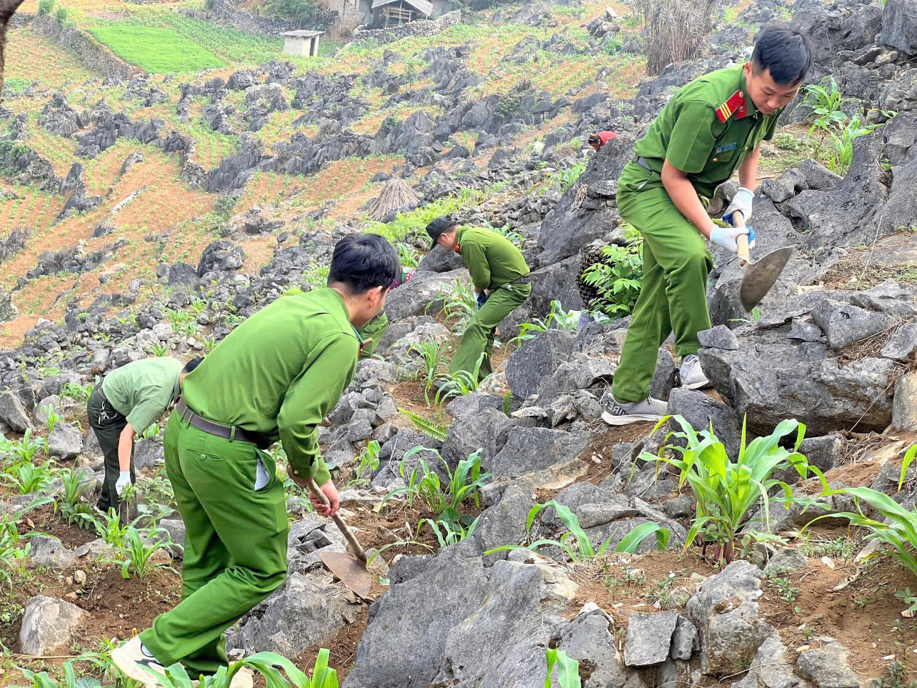 Công an xã Khâu Vai hỗ trợ gia đình có con tham gia nghĩa vụ Công an nhân dân vun ngô