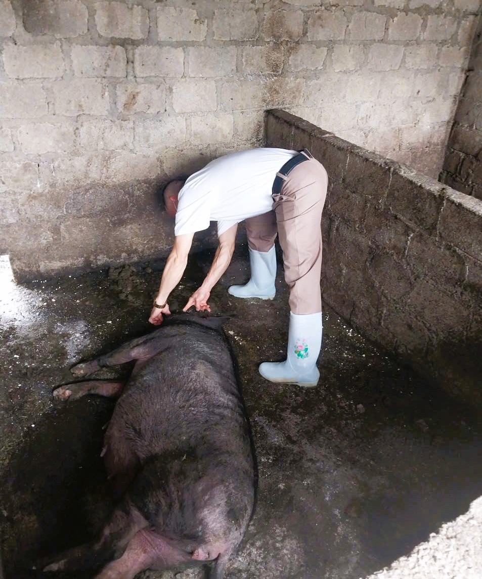 Các biện pháp phòng, chống Dịch Tả Lợn Châu Phi