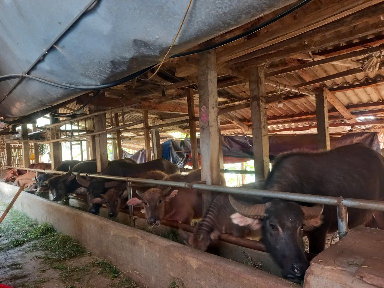 Hướng dẫn công tác tiêm phòng cho gia súc, gia cầm đợt 1 năm 2026