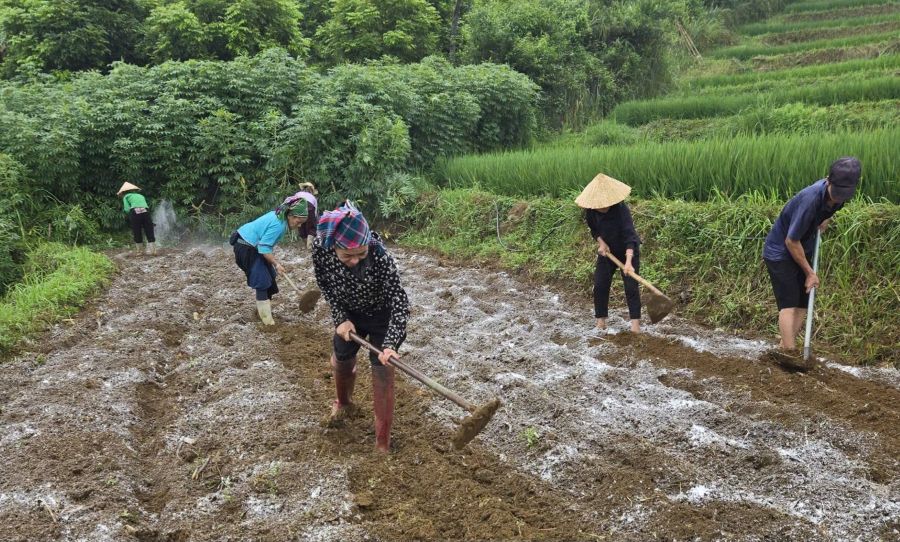 Xã Bắc Quang phục tráng giống Lạc đỏ địa phương