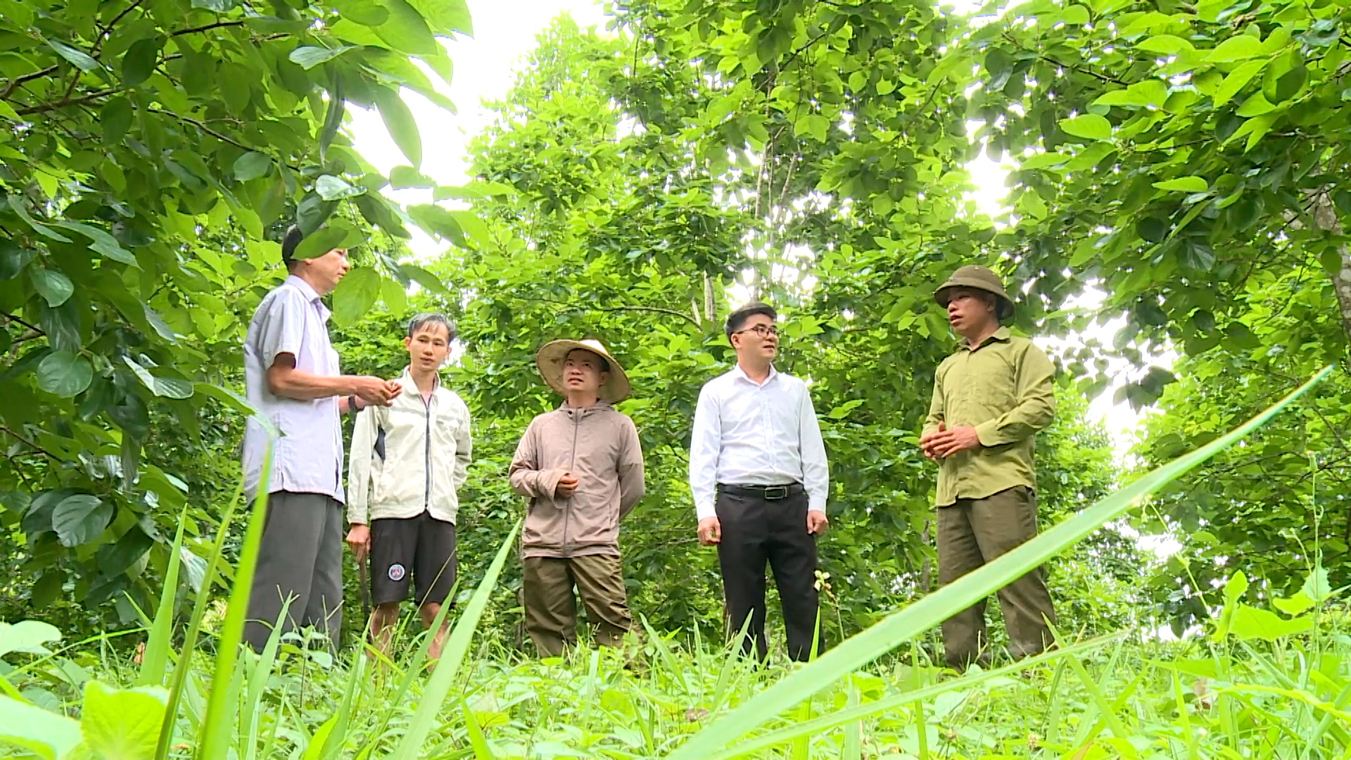 Khởi sắc từ mô hình trồng hồng không hạt ở xã Yên Hoa