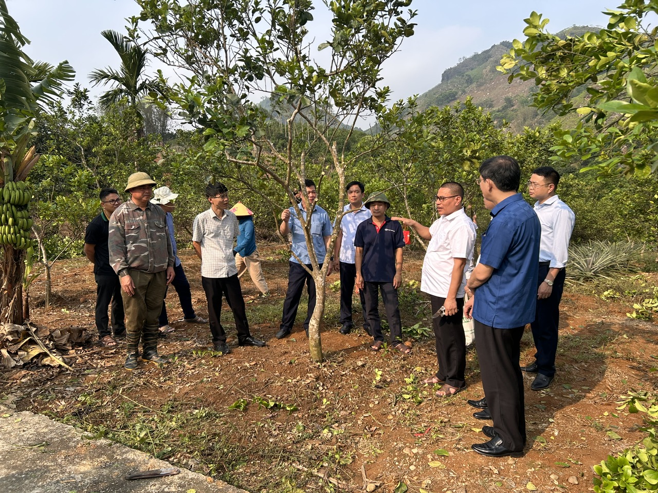 Thí điểm ghép Giống cam Rốn Lồi (Naven Orange)