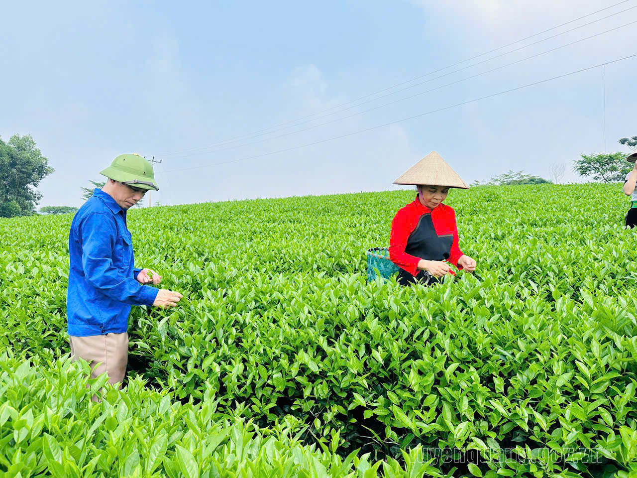 Tuyên Quang: Bứt phá từ tư duy “sản xuất” sang “kinh tế nông nghiệp” bền vững