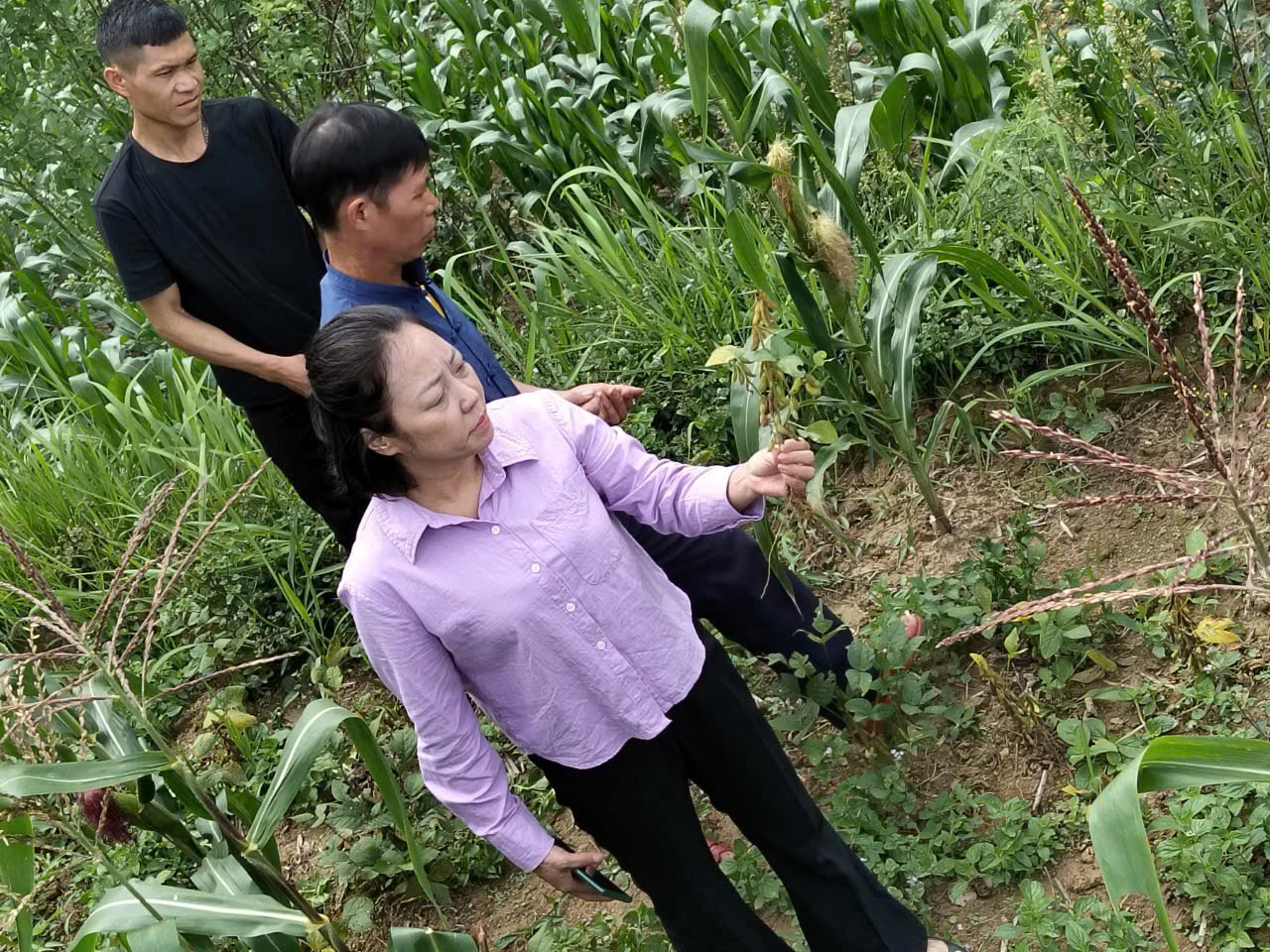 HỘI NÔNG DÂN XÃ BẢN MÁY KHẢO SÁT THỰC TẾ MÔ HÌNH TRỒNG ĐẬU TƯƠNG XANH BẢN ĐỊA THEO HƯỚNG HÀNG HÓA