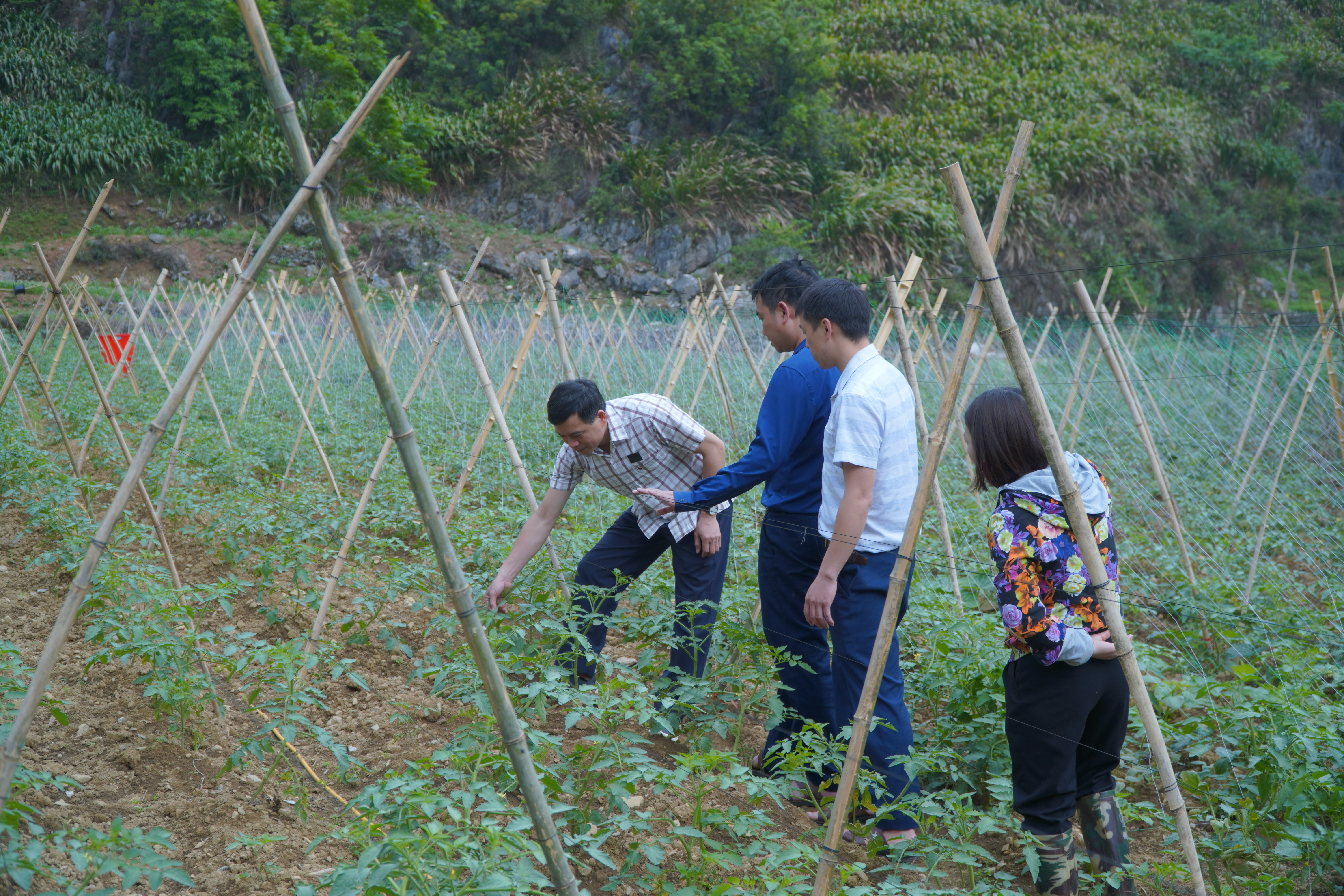 Đồng chí Bí thư Đảng ủy xã kiểm tra mô hình trồng cà chua, dưa chuột tại cơ sở