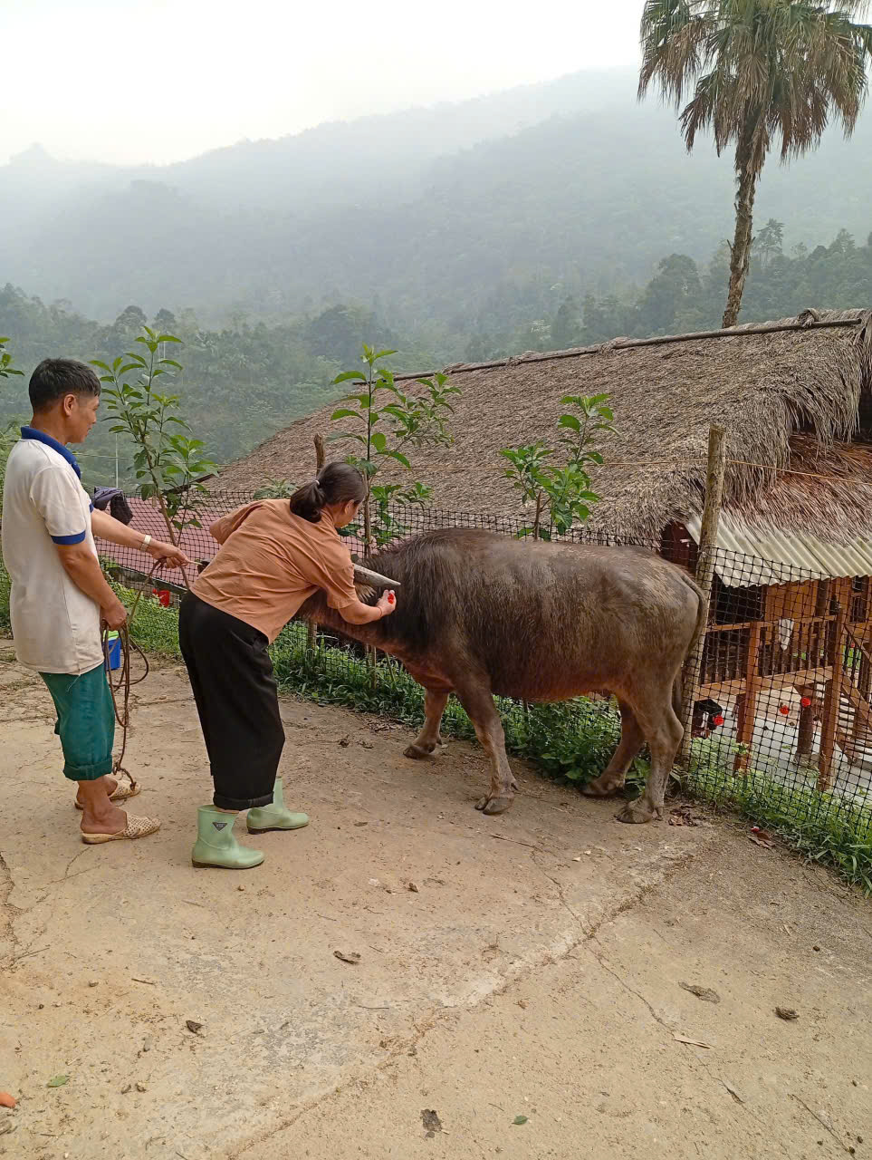 Lâm Bình đẩy nhanh tiến độ tiêm phòng đàn gia súc, gia cầm vụ Xuân – Hè 2026