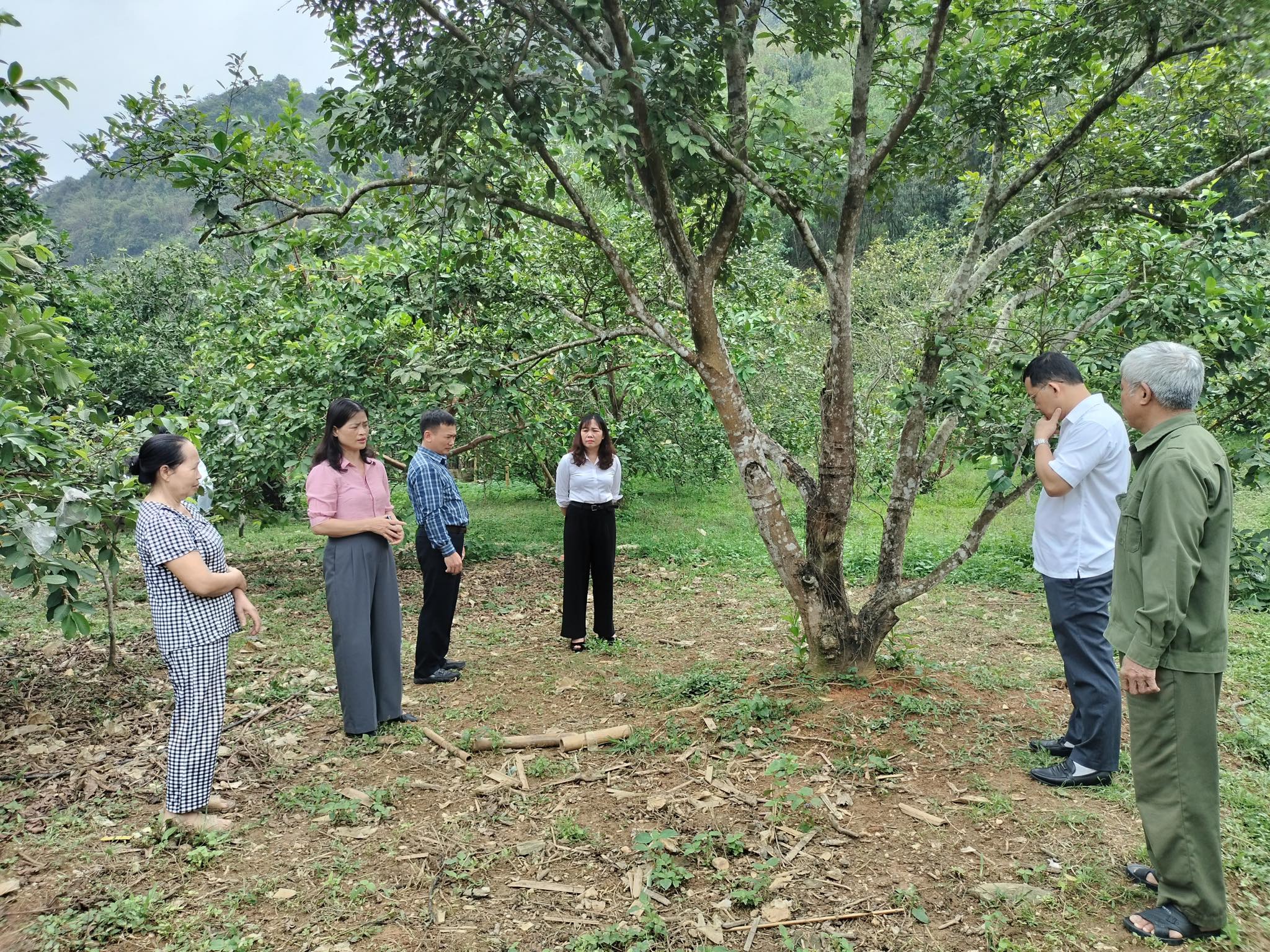 Lãnh đạo xã Yên Nguyên khảo sát mô hình chuyển đổi cơ cấu cây trồng