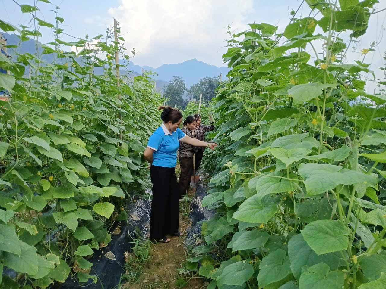 Hiệu quả từ mô hình chuyển đổi đất lúa năng suất thấp sang trồng dưa chuột