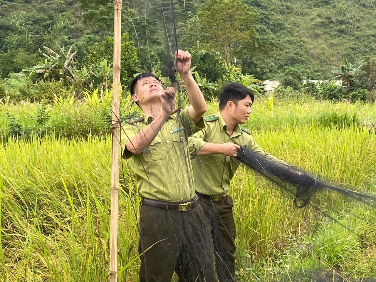 Tuyên Quang: Lực lượng Kiểm lâm ngày đêm “săn” dụng cụ bẫy bắt chim hoang dã, chim di cư