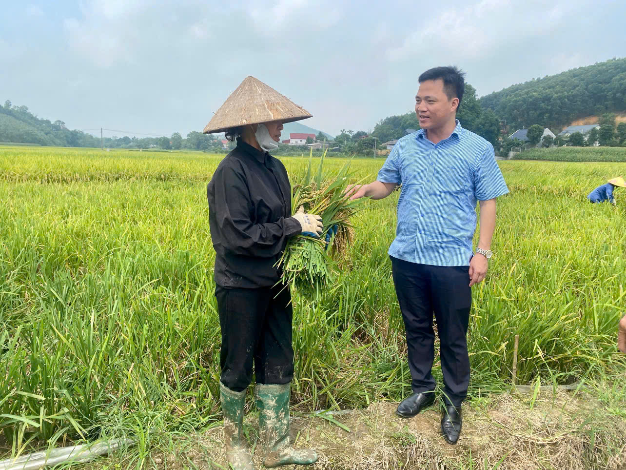 Đồng chí Chủ tịch UBND xã đã trực tiếp xuống đồng thăm hỏi, động viên bà con nhân dân trong mùa gặt.