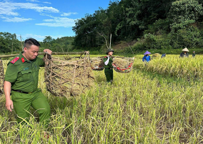 CÁN BỘ, CHIẾN SĨ PHÂN TRẠI BẮC QUANG TRẠI TẠM GIAM SỐ 2, CÔNG AN TỈNH TUYÊN QUANG GIÚP DÂN GẶT LÚA
