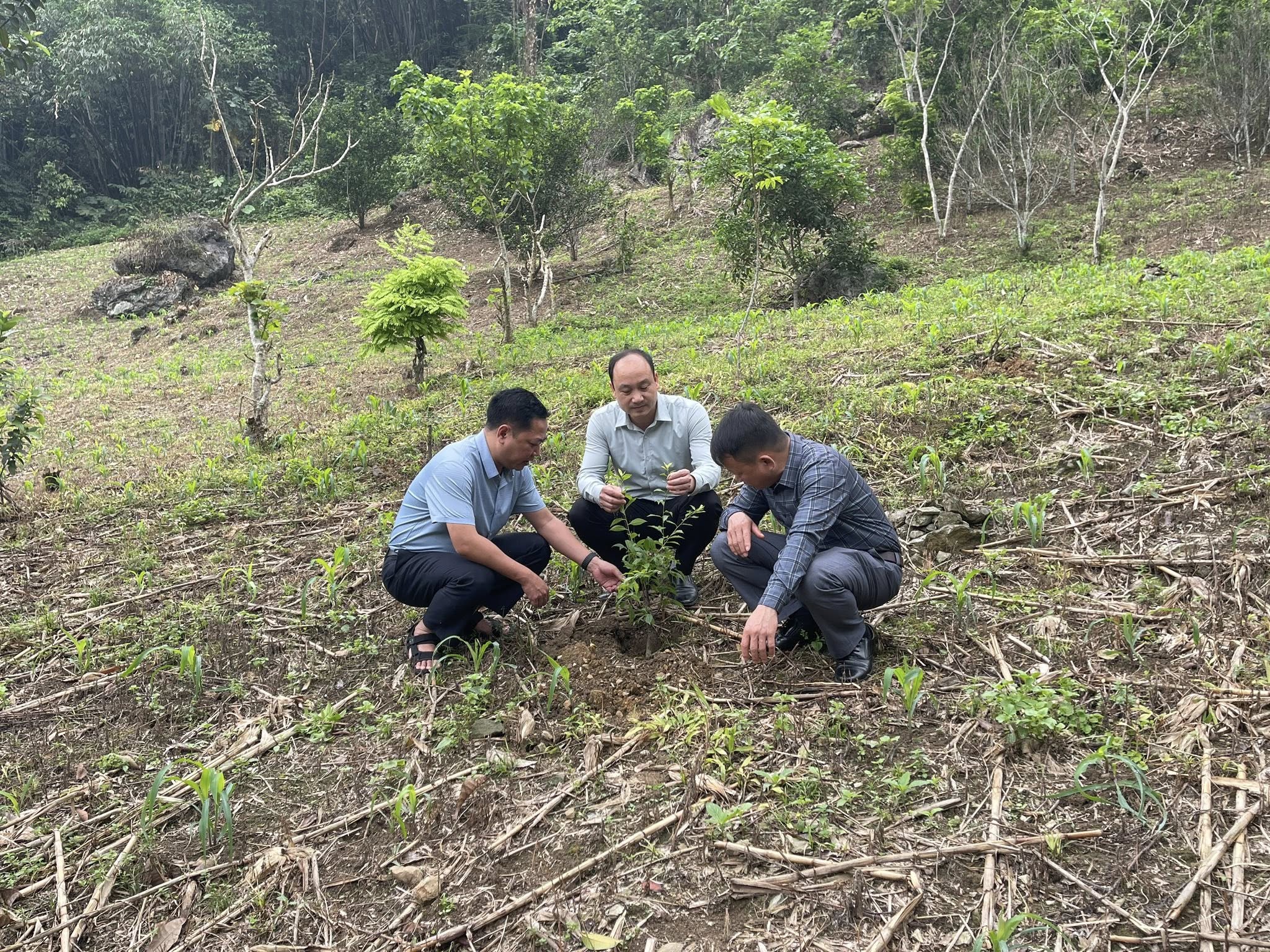 Kiên Đài :kiểm tra, thúc đẩy phát triển vùng trồng mận tại Khau Tàm