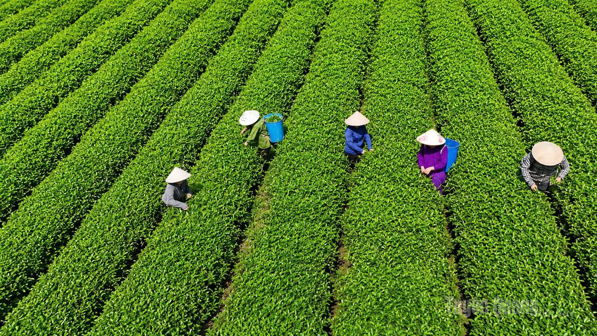 Miền chè Linh Hồ