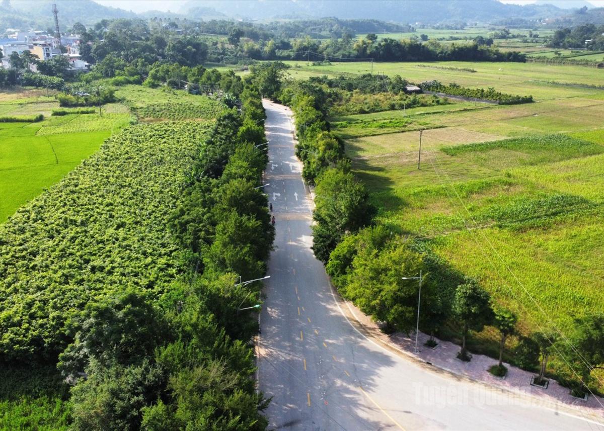 Rặng duối cổ thụ ở Tân Trào