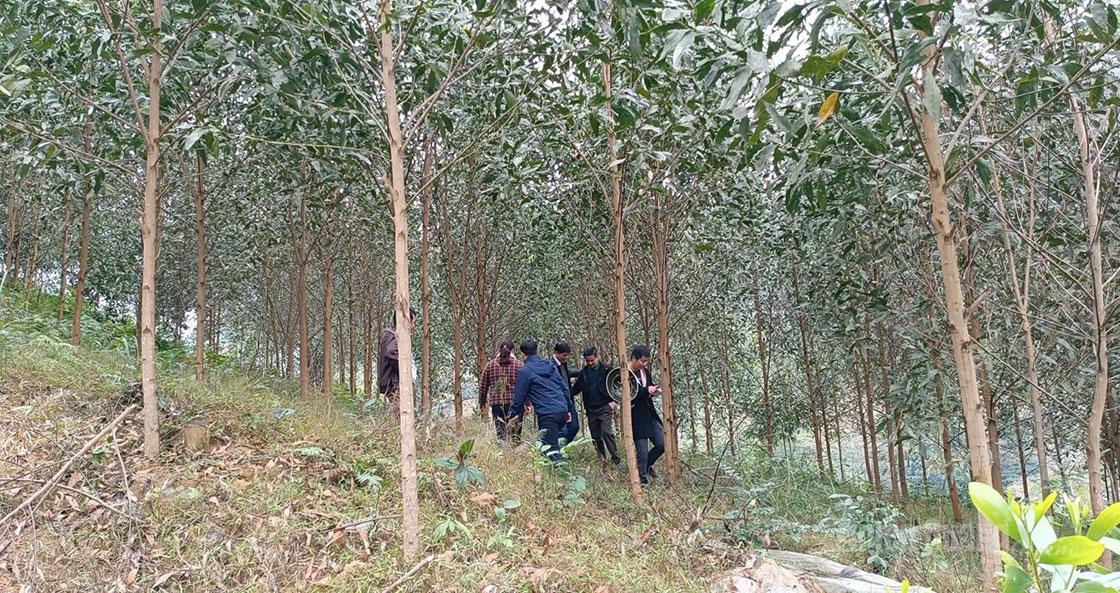 A New Era for Forestry Production