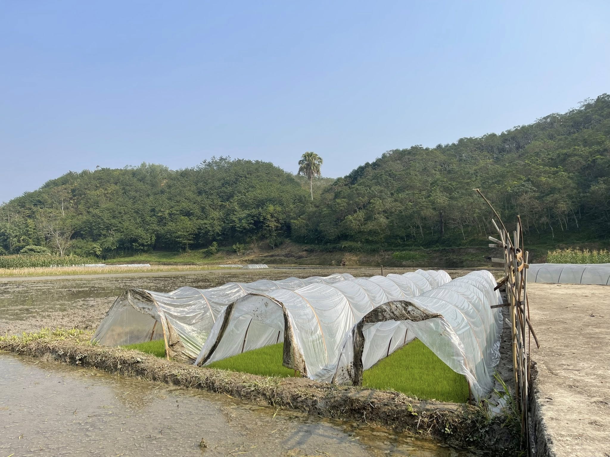 Chủ động ứng phó rét đậm, rét hại, bảo vệ sản xuất lúa vụ xuân