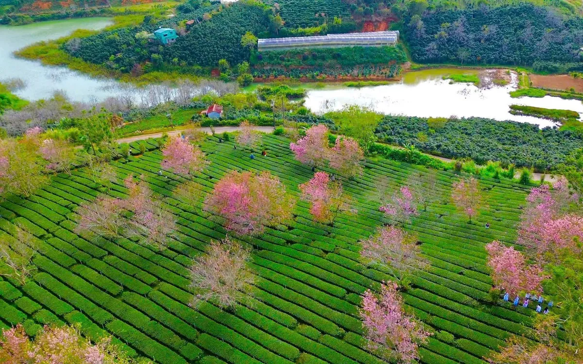 Sắc hồng Mai anh đào lan tỏa khắp Đà Lạt những ngày đầu năm 2026