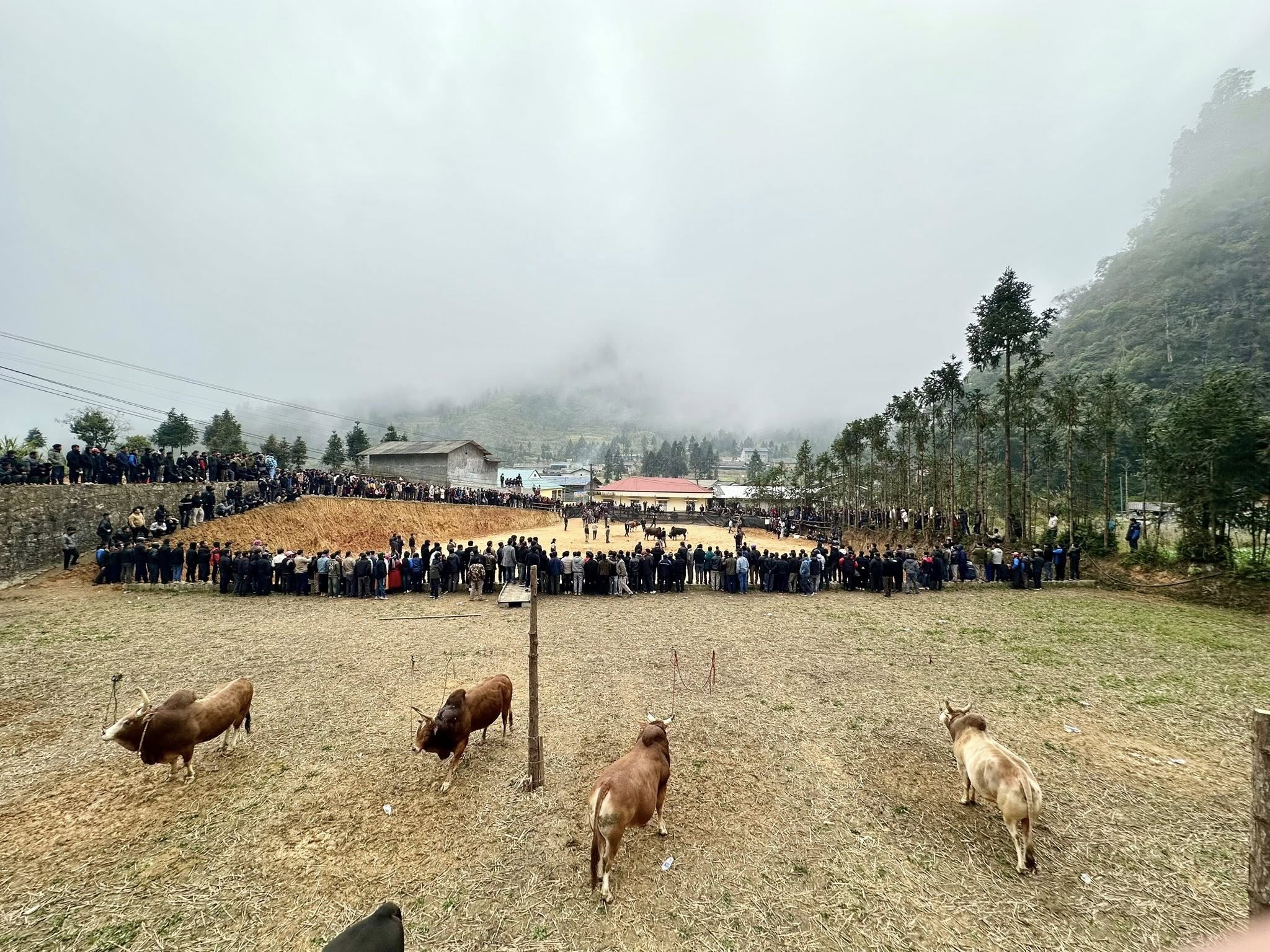 XÃ PHỐ BẢNG DUY TRÌ HOẠT ĐỘNG THI CHỌN BÒ ĐẸP – BÒ KHỎE 